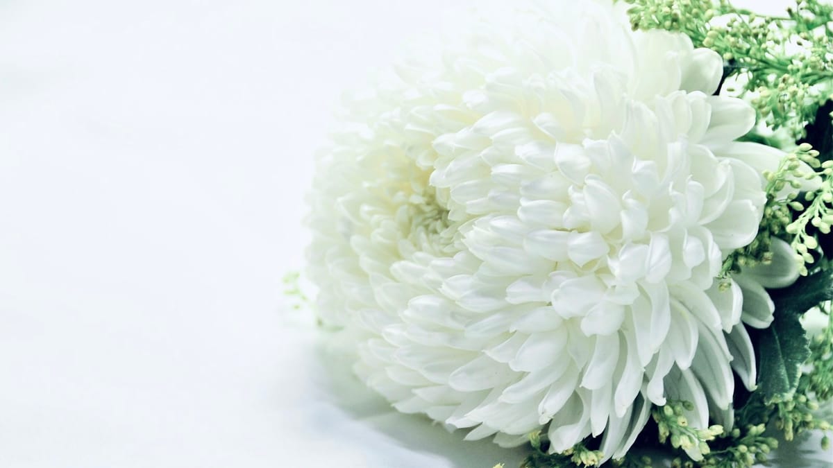 Arreglo de flores blancas sobre un fondo claro.
