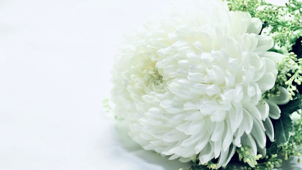 Arreglo de flores blancas sobre un fondo claro.